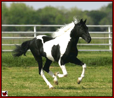 Tennessee Walking Horse - Paint's Cotton